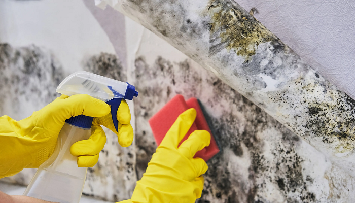Eliminar moho de pared